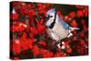 Blue Jay in Common Winterberry Squawking in Winter, Marion County, Illinois-Richard and Susan Day-Stretched Canvas