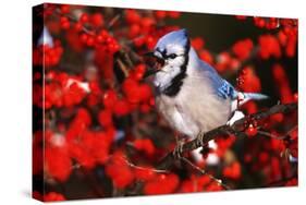 Blue Jay in Common Winterberry Squawking in Winter, Marion County, Illinois-Richard and Susan Day-Stretched Canvas