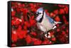 Blue Jay in Common Winterberry Squawking in Winter, Marion County, Illinois-Richard and Susan Day-Framed Stretched Canvas