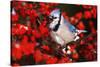 Blue Jay in Common Winterberry Squawking in Winter, Marion County, Illinois-Richard and Susan Day-Stretched Canvas