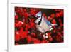 Blue Jay in Common Winterberry Squawking in Winter, Marion County, Illinois-Richard and Susan Day-Framed Photographic Print