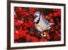 Blue Jay in Common Winterberry Squawking in Winter, Marion County, Illinois-Richard and Susan Day-Framed Photographic Print