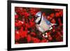 Blue Jay in Common Winterberry Squawking in Winter, Marion County, Illinois-Richard and Susan Day-Framed Photographic Print