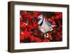 Blue Jay in Common Winterberry Squawking in Winter, Marion County, Illinois-Richard and Susan Day-Framed Photographic Print