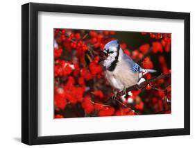 Blue Jay in Common Winterberry Squawking in Winter, Marion County, Illinois-Richard and Susan Day-Framed Photographic Print