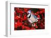 Blue Jay in Common Winterberry Squawking in Winter, Marion County, Illinois-Richard and Susan Day-Framed Photographic Print