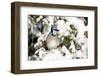 Blue Jay in Keteleeri Juniper in Winter, Marion, Illinois, Usa-Richard ans Susan Day-Framed Photographic Print
