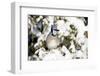 Blue Jay in Keteleeri Juniper in Winter, Marion, Illinois, Usa-Richard ans Susan Day-Framed Photographic Print