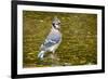 Blue Jay in Midst of Bathing, Illinois-Rob Sheppard-Framed Photographic Print