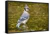 Blue Jay in Midst of Bathing, Illinois-Rob Sheppard-Framed Stretched Canvas