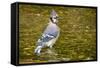 Blue Jay in Midst of Bathing, Illinois-Rob Sheppard-Framed Stretched Canvas