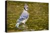 Blue Jay in Midst of Bathing, Illinois-Rob Sheppard-Stretched Canvas