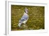 Blue Jay in Midst of Bathing, Illinois-Rob Sheppard-Framed Photographic Print