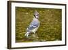 Blue Jay in Midst of Bathing, Illinois-Rob Sheppard-Framed Photographic Print