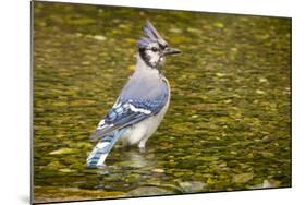 Blue Jay in Midst of Bathing, Illinois-Rob Sheppard-Mounted Photographic Print