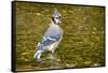 Blue Jay in Midst of Bathing, Illinois-Rob Sheppard-Framed Stretched Canvas