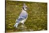 Blue Jay in Midst of Bathing, Illinois-Rob Sheppard-Stretched Canvas