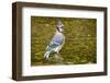 Blue Jay in Midst of Bathing, Illinois-Rob Sheppard-Framed Photographic Print