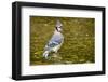 Blue Jay in Midst of Bathing, Illinois-Rob Sheppard-Framed Photographic Print