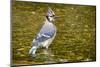 Blue Jay in Midst of Bathing, Illinois-Rob Sheppard-Mounted Photographic Print