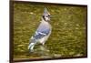 Blue Jay in Midst of Bathing, Illinois-Rob Sheppard-Framed Photographic Print