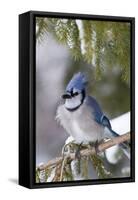 Blue Jay in Spruce Tree in Winter, Marion, Illinois, Usa-Richard ans Susan Day-Framed Stretched Canvas