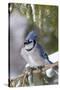 Blue Jay in Spruce Tree in Winter, Marion, Illinois, Usa-Richard ans Susan Day-Stretched Canvas