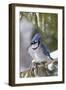 Blue Jay in Spruce Tree in Winter, Marion, Illinois, Usa-Richard ans Susan Day-Framed Photographic Print