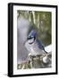 Blue Jay in Spruce Tree in Winter, Marion, Illinois, Usa-Richard ans Susan Day-Framed Photographic Print