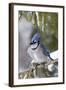 Blue Jay in Spruce Tree in Winter, Marion, Illinois, Usa-Richard ans Susan Day-Framed Photographic Print