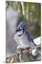 Blue Jay in Spruce Tree in Winter, Marion, Illinois, Usa-Richard ans Susan Day-Mounted Photographic Print