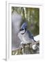 Blue Jay in Spruce Tree in Winter, Marion, Illinois, Usa-Richard ans Susan Day-Framed Photographic Print