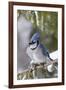 Blue Jay in Spruce Tree in Winter, Marion, Illinois, Usa-Richard ans Susan Day-Framed Photographic Print