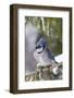 Blue Jay in Spruce Tree in Winter, Marion, Illinois, Usa-Richard ans Susan Day-Framed Photographic Print