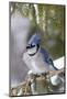 Blue Jay in Spruce Tree in Winter, Marion, Illinois, Usa-Richard ans Susan Day-Mounted Photographic Print