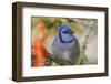 Blue jay in winter-Adam Jones-Framed Photographic Print