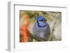 Blue jay in winter-Adam Jones-Framed Photographic Print