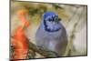 Blue jay in winter-Adam Jones-Mounted Photographic Print