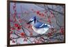 Blue Jay in Winterberry Bush in Winter Marion County, Illinois-Richard and Susan Day-Framed Photographic Print