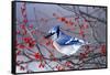 Blue Jay in Winterberry Bush in Winter Marion County, Illinois-Richard and Susan Day-Framed Stretched Canvas