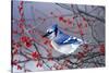 Blue Jay in Winterberry Bush in Winter Marion County, Illinois-Richard and Susan Day-Stretched Canvas