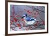 Blue Jay in Winterberry Bush in Winter Marion County, Illinois-Richard and Susan Day-Framed Photographic Print