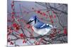 Blue Jay in Winterberry Bush in Winter Marion County, Illinois-Richard and Susan Day-Mounted Photographic Print