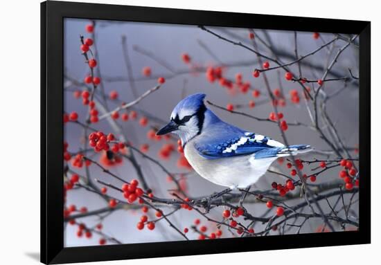 Blue Jay in Winterberry Bush in Winter Marion County, Illinois-Richard and Susan Day-Framed Photographic Print