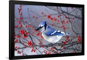 Blue Jay in Winterberry Bush in Winter Marion County, Illinois-Richard and Susan Day-Framed Photographic Print