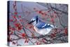 Blue Jay in Winterberry Bush in Winter Marion County, Illinois-Richard and Susan Day-Stretched Canvas