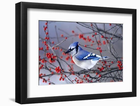 Blue Jay in Winterberry Bush in Winter Marion County, Illinois-Richard and Susan Day-Framed Photographic Print