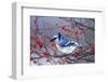 Blue Jay in Winterberry Bush in Winter Marion County, Illinois-Richard and Susan Day-Framed Photographic Print