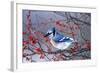Blue Jay in Winterberry Bush in Winter Marion County, Illinois-Richard and Susan Day-Framed Photographic Print