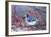 Blue Jay in Winterberry Bush in Winter Marion County, Illinois-Richard and Susan Day-Framed Photographic Print